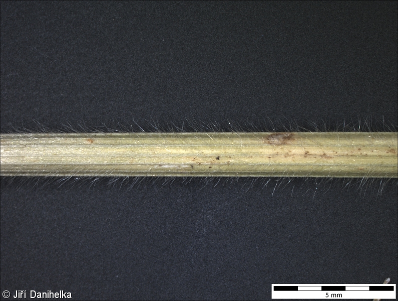 Bromus racemosus – sveřep hroznatý