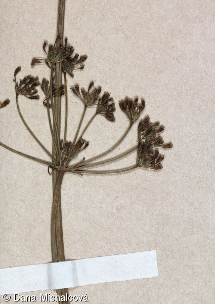 Bunium bulbocastanum – bulvuška hlíznatá