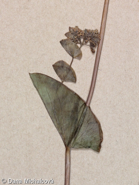 Bupleurum croceum – prorostlík šafránový