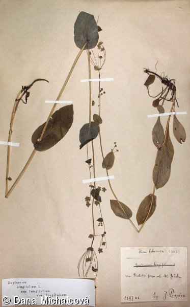 Bupleurum longifolium subsp. longifolium – prorostlík dlouholistý pravý