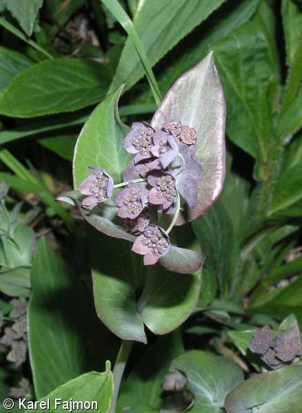 Bupleurum longifolium subsp. vapincense – prorostlík dlouholistý fialový