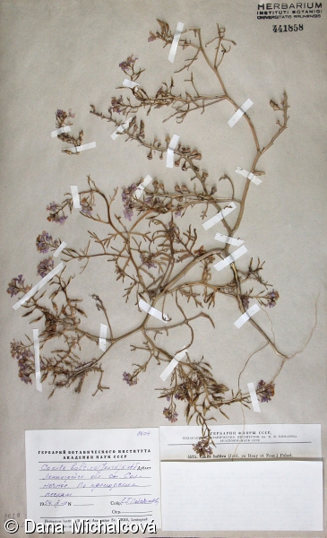 Cakile maritima subsp. baltica – pomořanka přímořská baltická