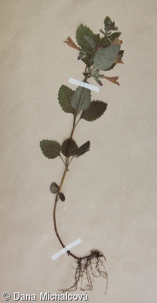 Clinopodium grandiflorum – marulka velkokvětá