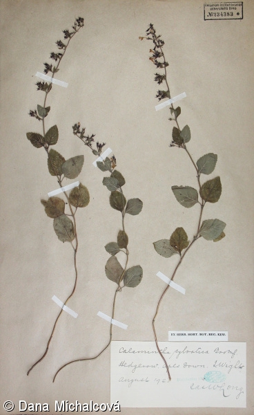 Clinopodium menthifolium – marulka lesní