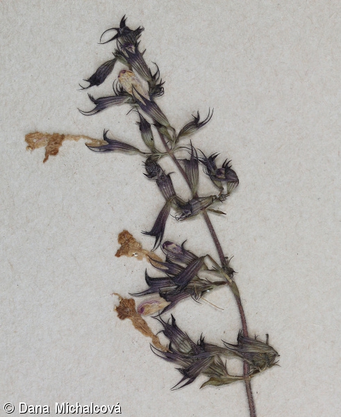 Clinopodium menthifolium – marulka lesní