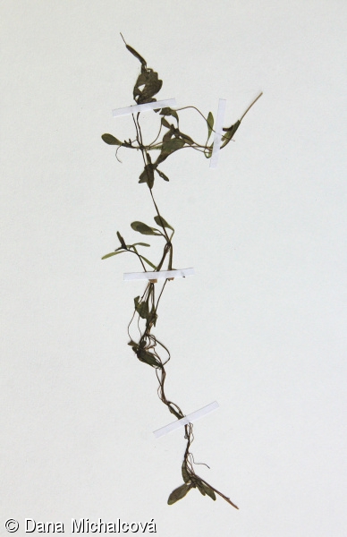 Callitriche palustris agg. – okruh hvězdoše jarního