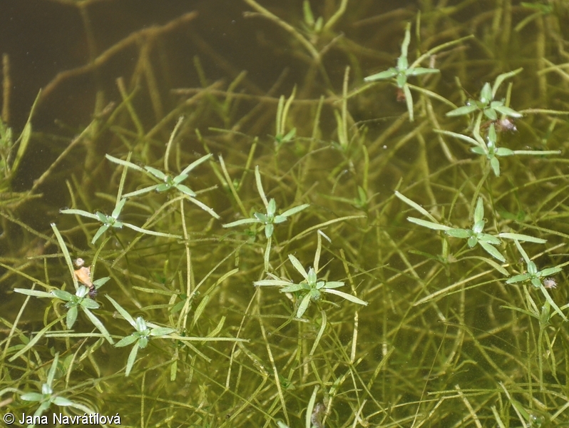 Callitriche hamulata – hvězdoš háčkatý