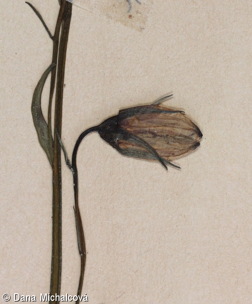 Campanula rotundifolia agg. – okruh zvonku okrouhlolistého