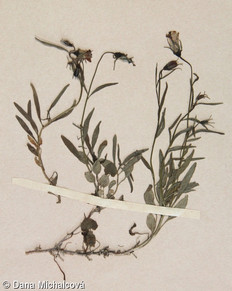 Campanula gelida – zvonek jesenický