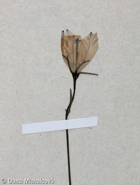 Campanula rotundifolia – zvonek okrouhlolistý