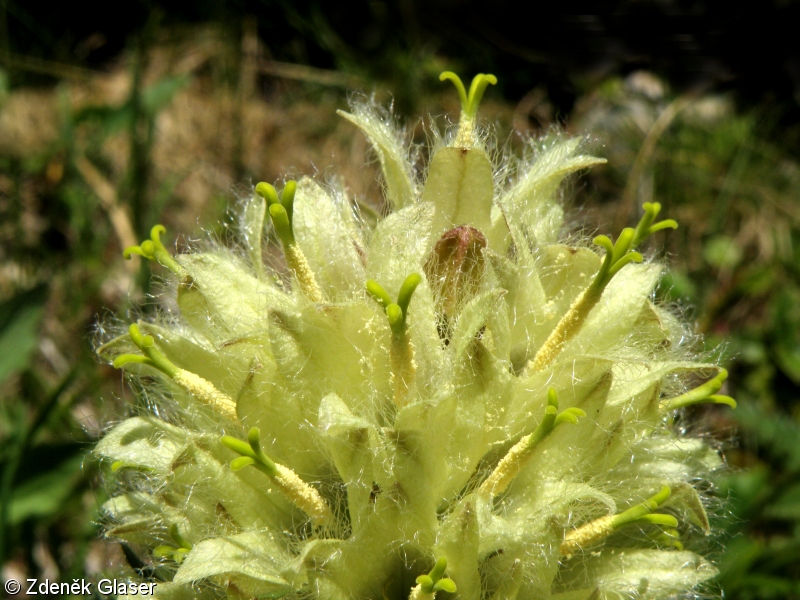 Campanula thyrsoides – zvonek žlutokvětý