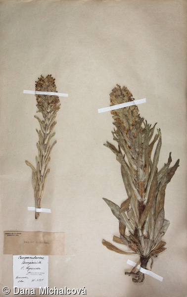 Campanula thyrsoides – zvonek žlutokvětý