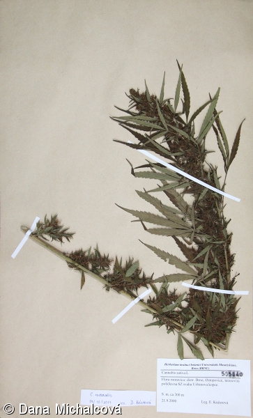 Cannabis sativa var. spontanea – konopí seté rumištní