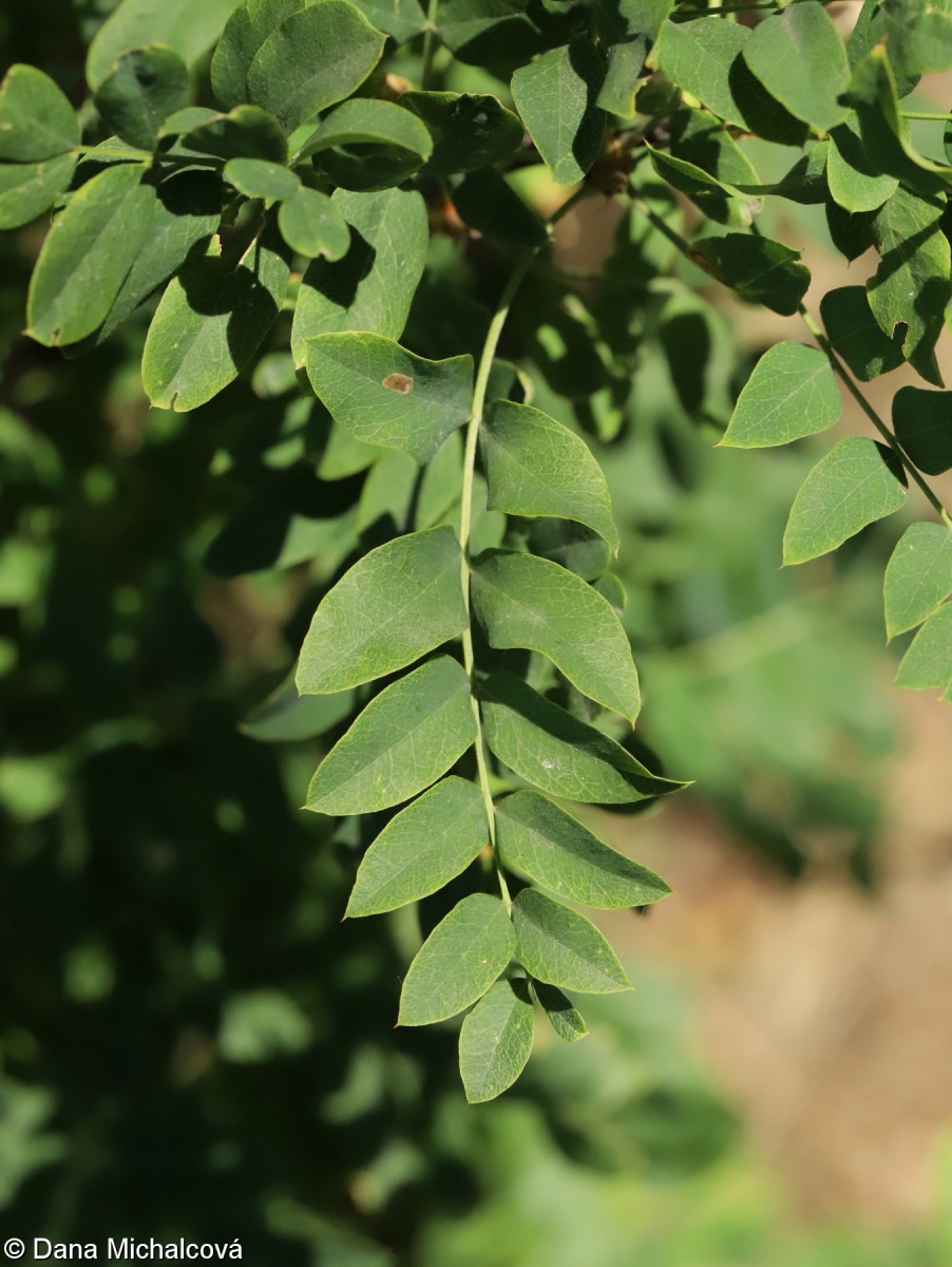 Caragana arborescens – čimišník stromovitý