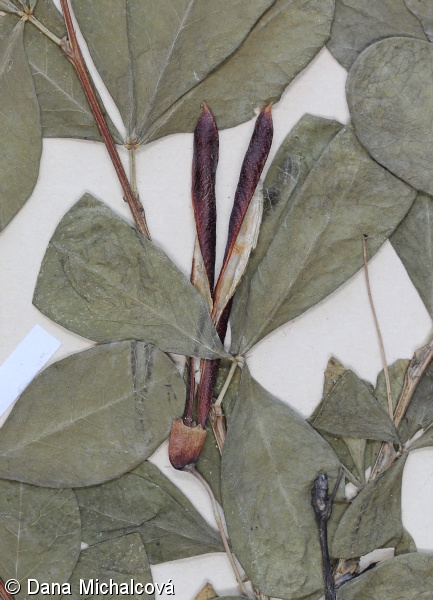 Caragana frutex – čimišník křovitý