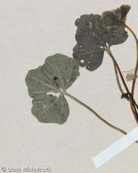 Cardamine trifolia – řeřišnice trojlistá