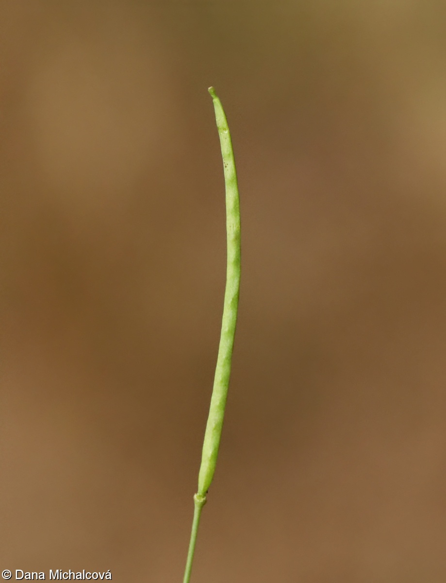 Arabidopsis arenosa – řeřišničník písečný