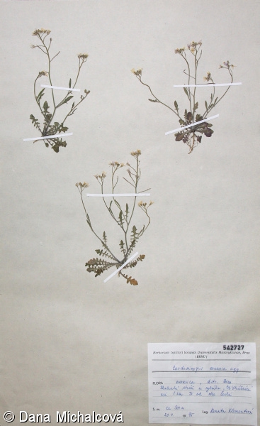 Arabidopsis arenosa – řeřišničník písečný