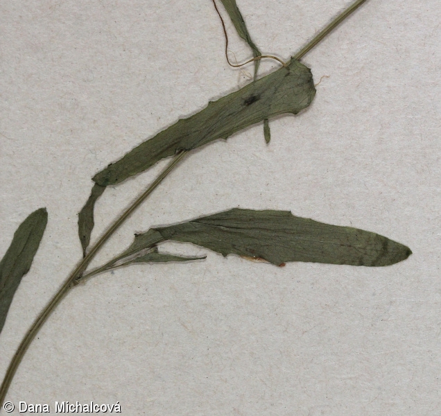 Arabidopsis halleri subsp. halleri – řeřišničník Hallerův pravý