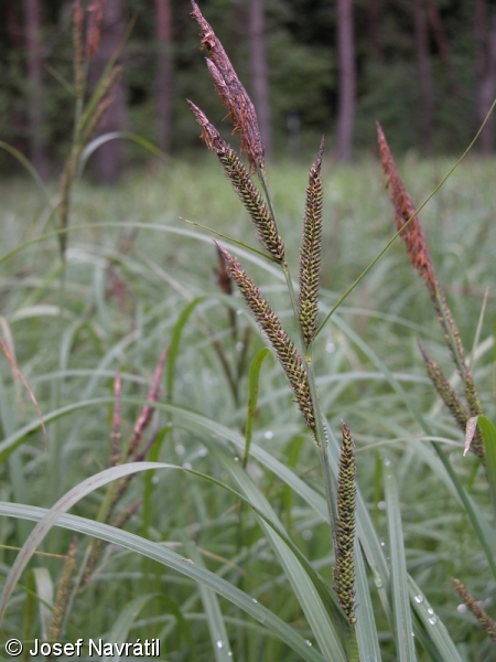 Carex acuta – ostřice štíhlá