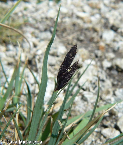 Carex atrata – ostřice tmavá