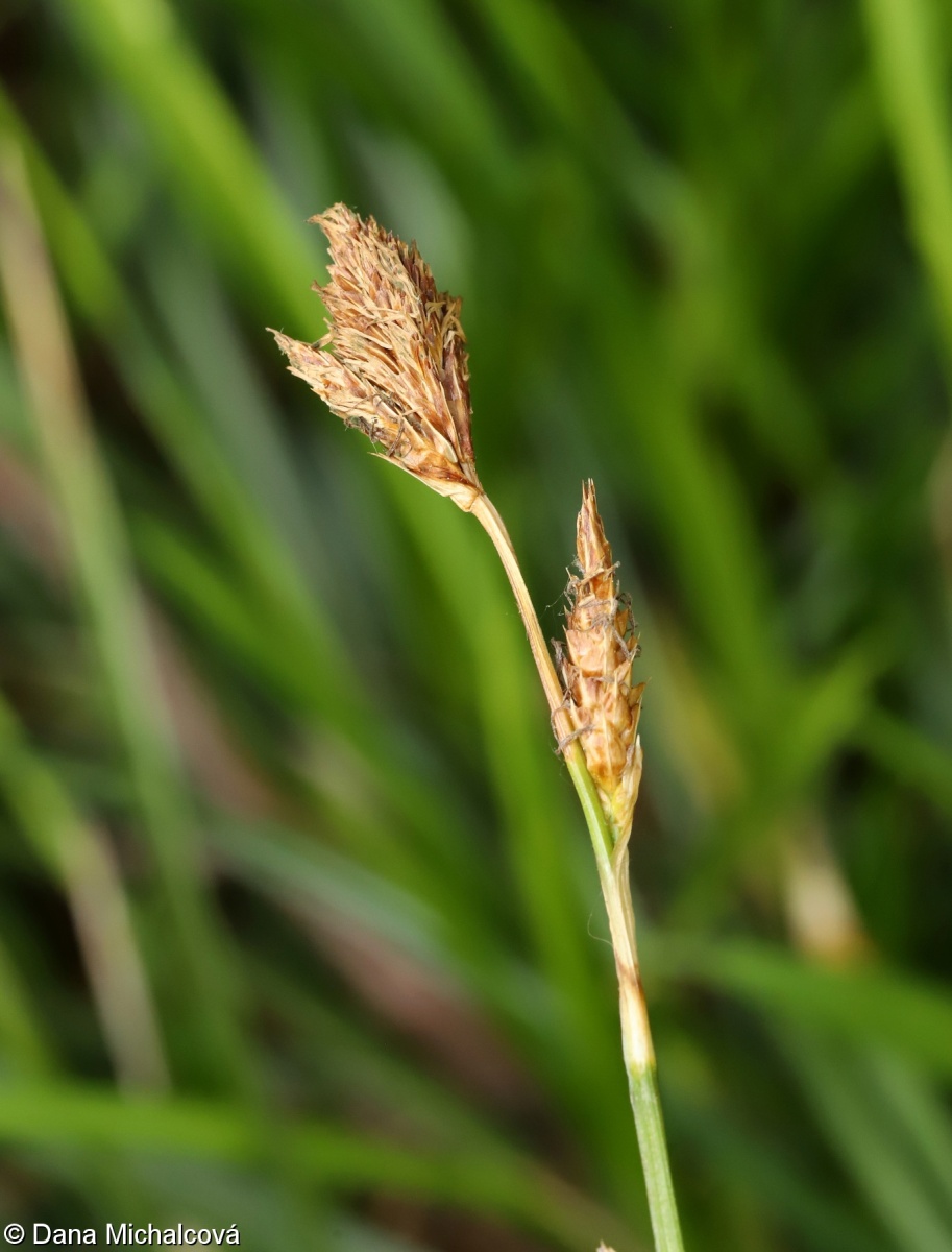 Carex brevicollis – ostřice krátkošijná