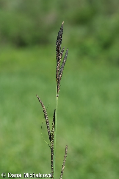Carex buekii – ostřice Buekova, ostřice banátská