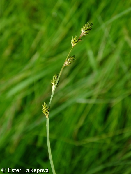 Carex canescens – ostřice šedavá