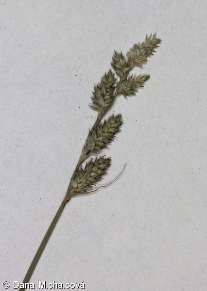 Carex canescens – ostřice šedavá