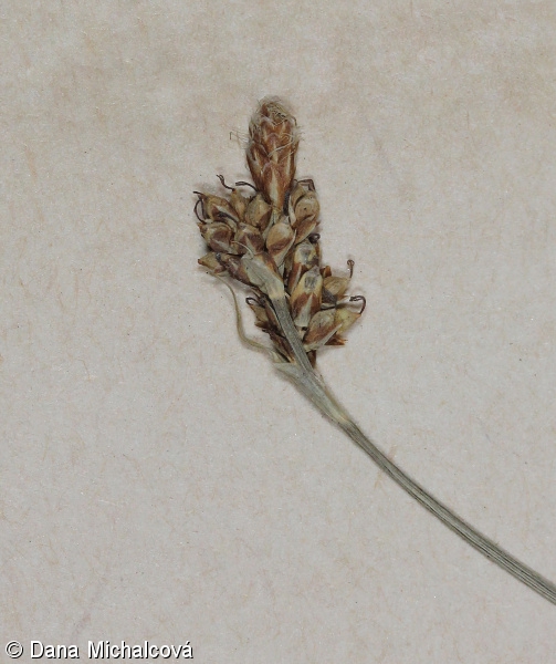 Carex caryophyllea – ostřice jarní