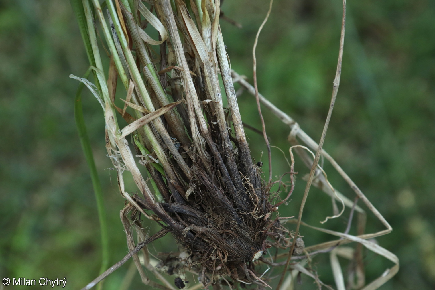 Carex otomana – ostřice Chabertova
