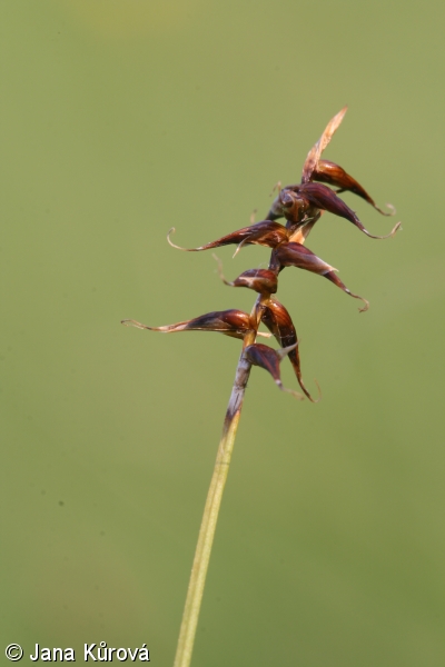 Carex davalliana – ostřice Davallova