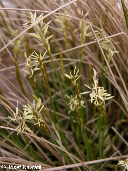 Carex davalliana – ostřice Davallova