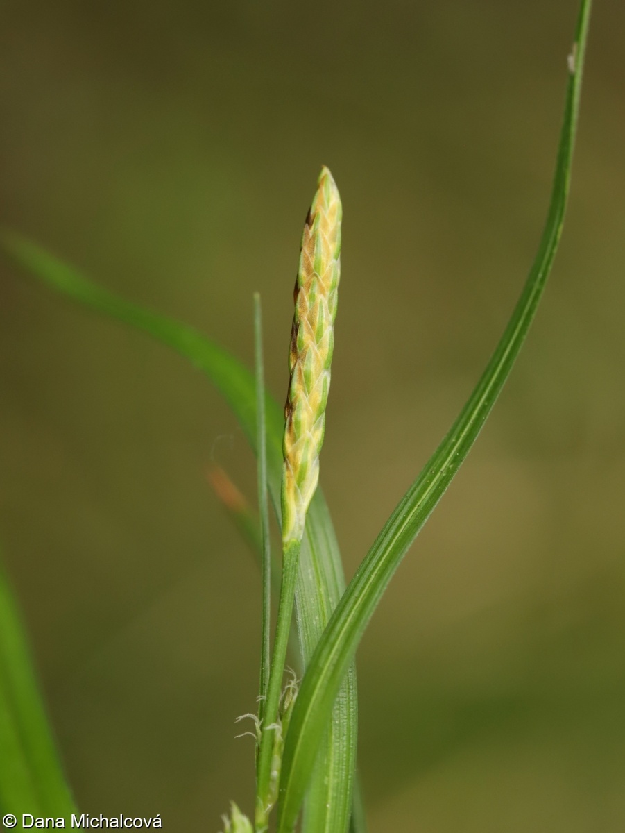Carex demissa – ostřice skloněná