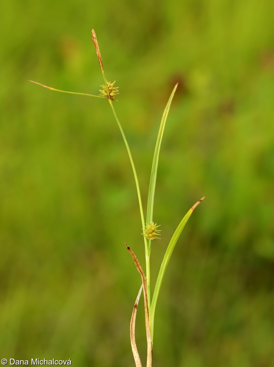 Carex demissa – ostřice skloněná
