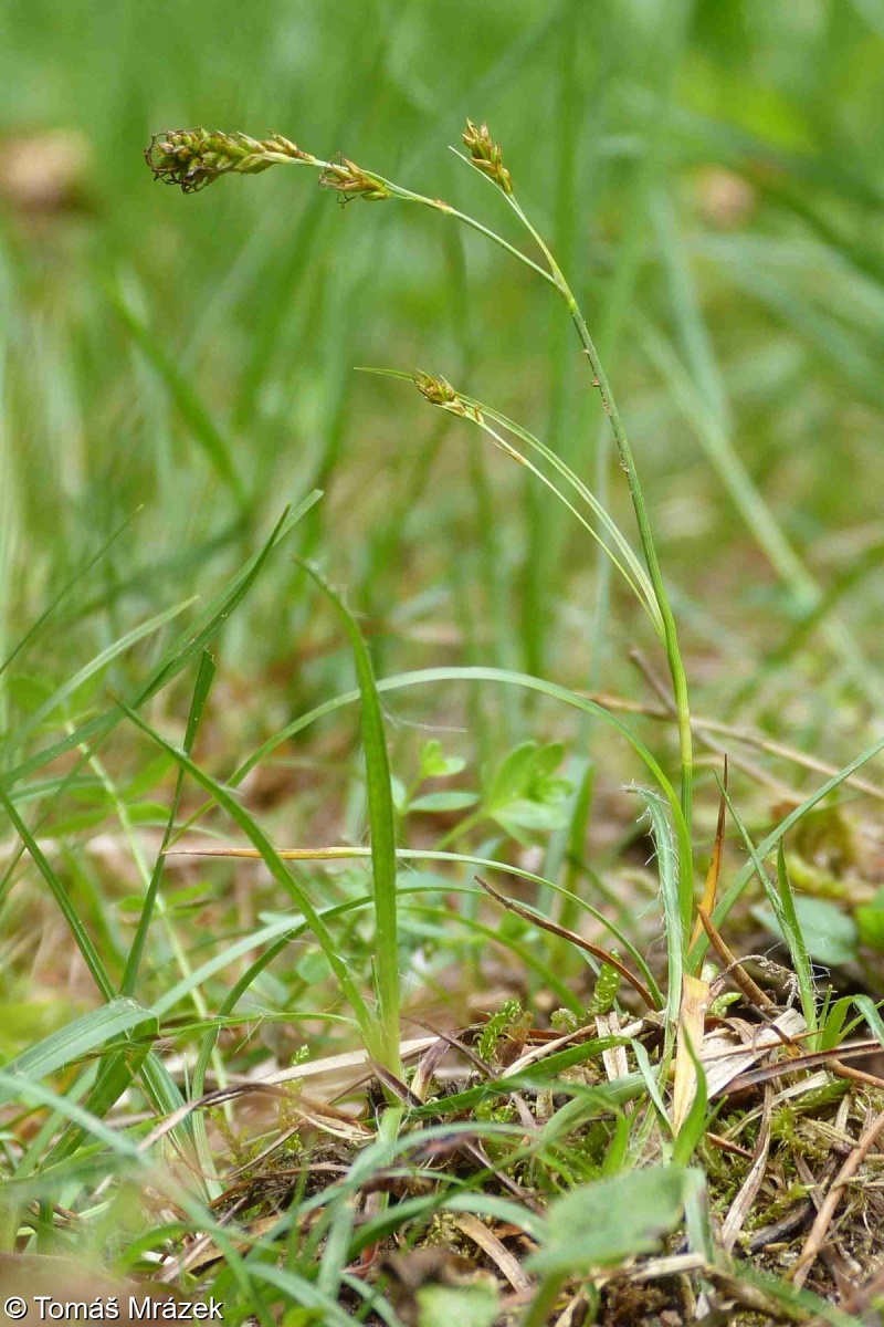Carex depressa subsp. transsilvanica – ostřice zakrslá sedmihradská