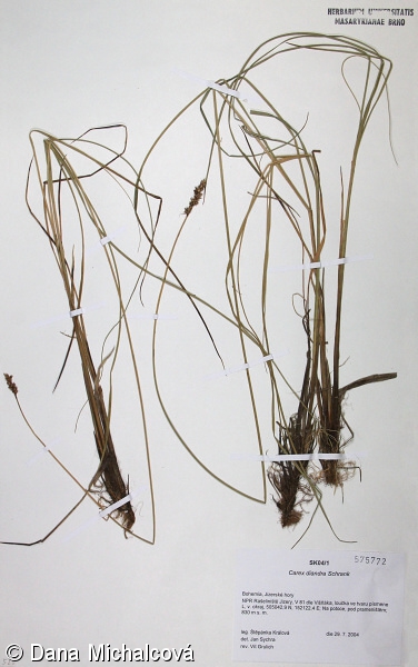 Carex diandra – ostřice přioblá, ostřice dvoumužná