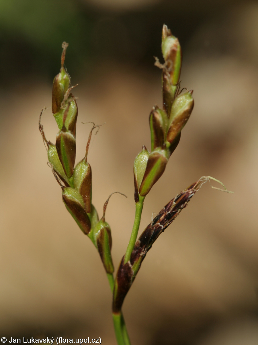 Carex digitata var. digitata – ostřice prstnatá pravá