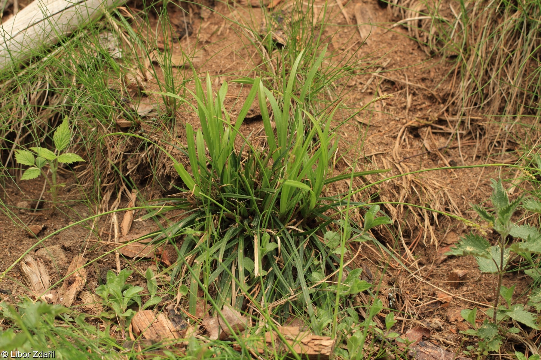Carex digitata var. pallens – ostřice prstnatá bledoplevá