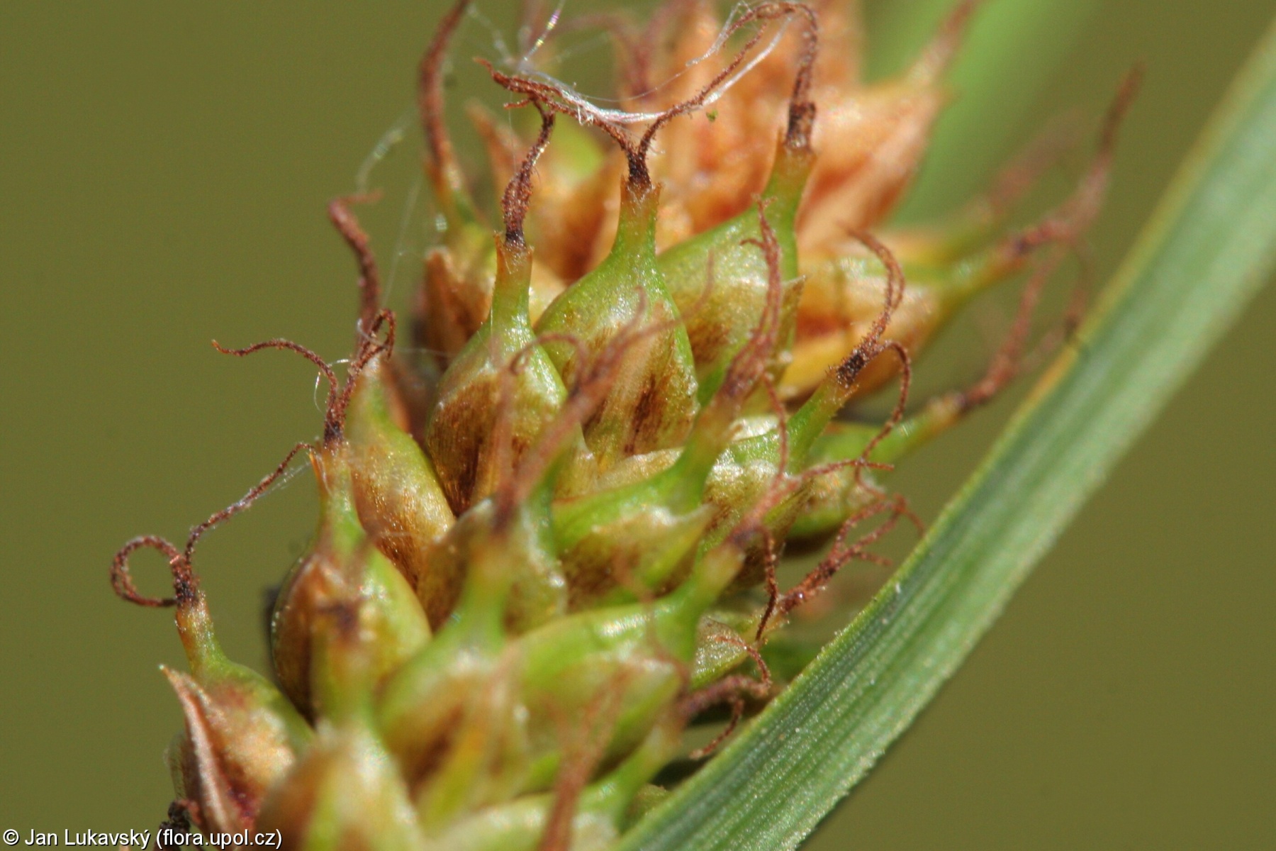 Carex distans – ostřice oddálená