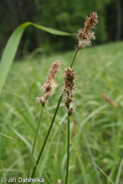 Carex disticha – ostřice dvouřadá