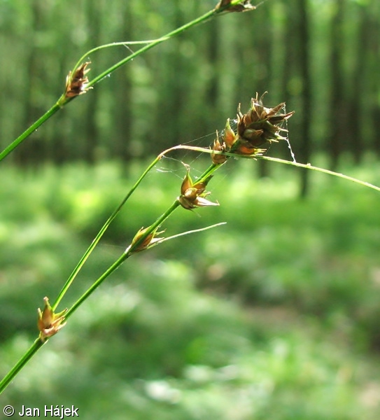 Carex divulsa – ostřice přetrhovaná