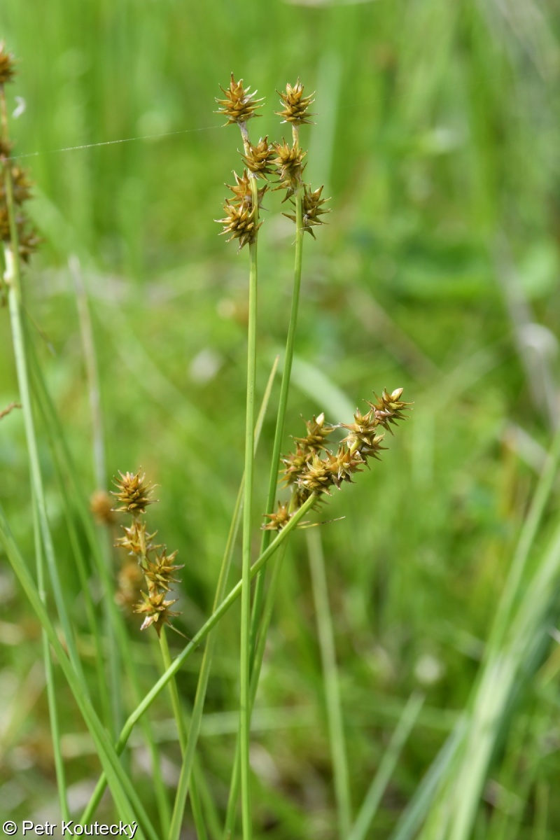 Carex echinata – ostřice ježatá