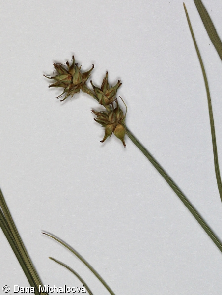 Carex echinata – ostřice ježatá