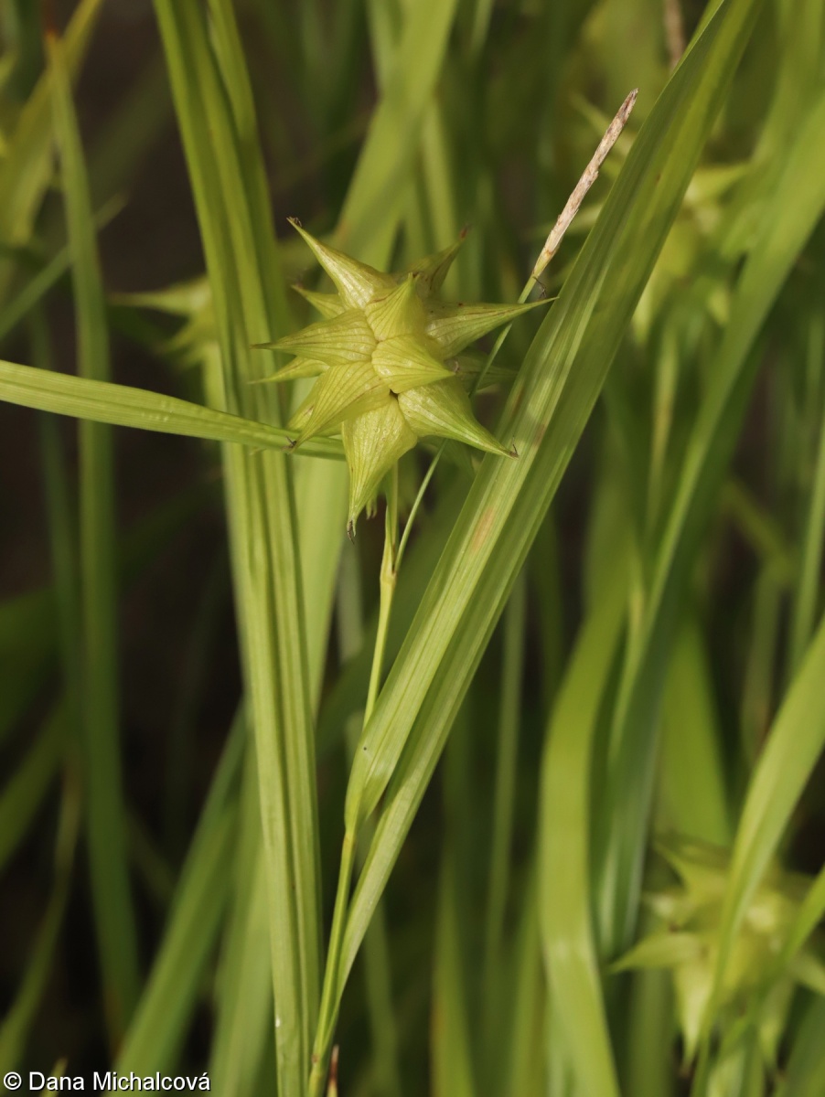 Carex grayi – ostřice Grayova