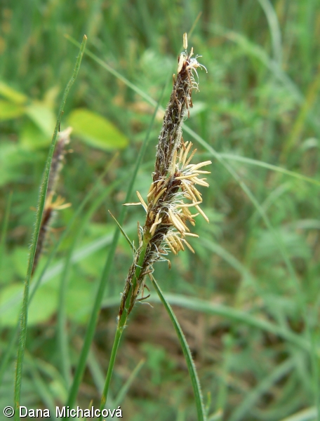 Carex hirta – ostřice srstnatá