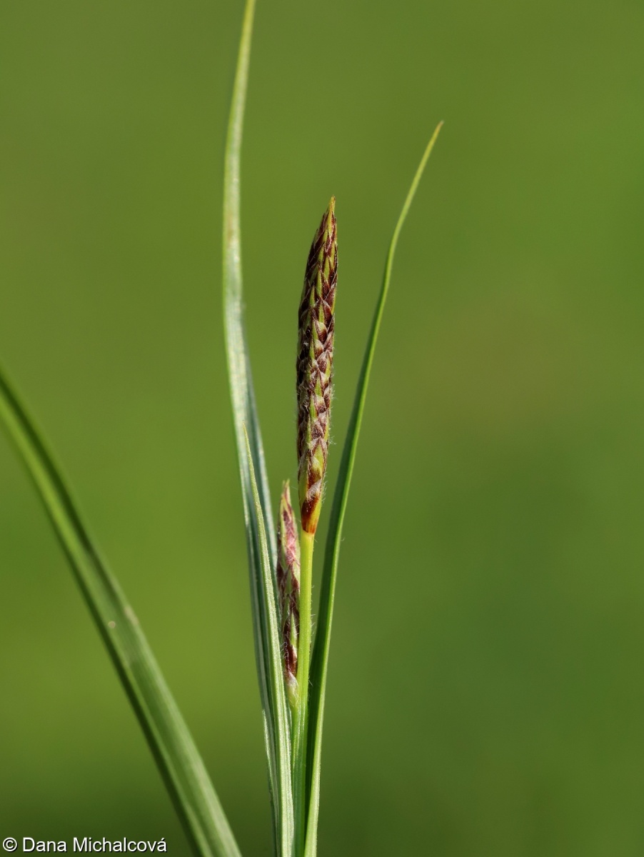 Carex hirta – ostřice srstnatá