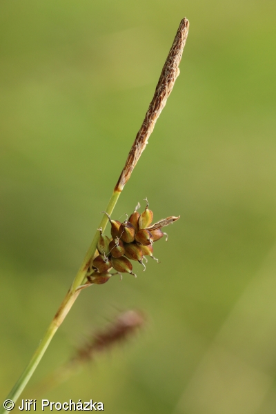 Carex hostiana – ostřice Hostova