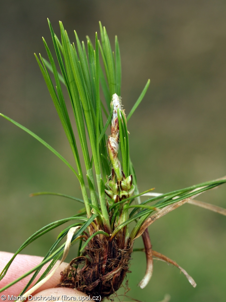 Carex humilis – ostřice nízká