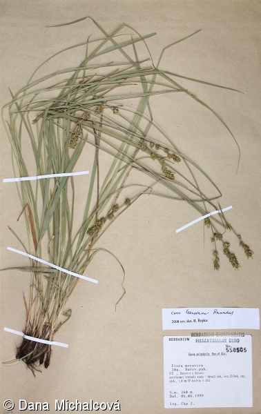 Carex leersii – ostřice mnoholistá